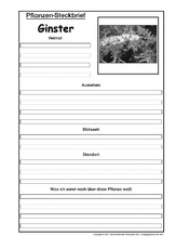Pflanzensteckbrief-Ginster-Sw.pdf